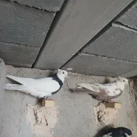 شهری بهبهانی|پرنده|شیراز, شهرک رضوان|دیوار