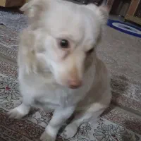 واگذاری تفافقی|سگ|فردیس, نگارستان|دیوار