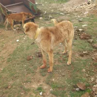 دوعدد سگ سرابی