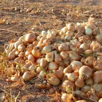 پیاز کوزه ای کیلو ۶.۵۰۰