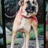 سگ سرابی|سگ|رباطکریم, رباطکریم|دیوار