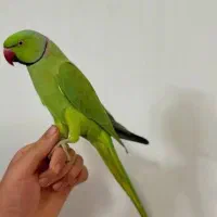 طوطی ملنگو نر جوان سخنگو