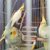 کوتوله گرینچیک عروس هلندی لوتینو زعفرانی|پرنده|مشهد, رستگار|دیوار