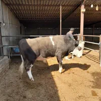 ۲ عدد گوساله نر