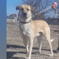 دزدیده شدن از فیرورق