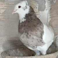 کبوتر طوقی