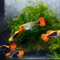 ماهی گوپی مولی پلاتی کالرزبرا لجن خارمیگو آکواریوم|ماهی|تهران, امام زاده حسن|دیوار