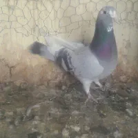 نر پلنگ|پرنده|کرمان, |دیوار