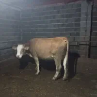 گاوشکم اول|حیوانات مزرعه|کشاورز, |دیوار