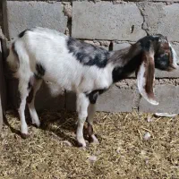 بز نیدی با افغانی