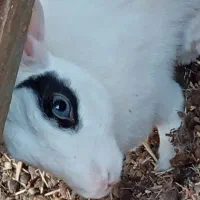 خرگوش|موش و خرگوش|زابل, |دیوار