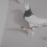 طوقی سرخ خال سیاه دار نر