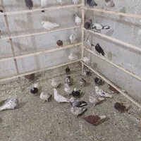 کبوترتهرانی غریب ۴۰۰
