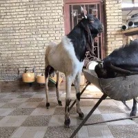 سه عدد بز نرمست گوش دراز ازنسلدوغلوزا|حیوانات مزرعه|خرمشهر, |دیوار