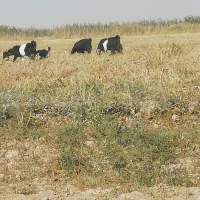 کولار|حیوانات مزرعه|مرودشت, دولت آباد|دیوار