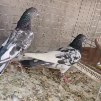 کفتر پرشی|پرنده|اردکان, |دیوار