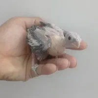 جوجه عروس هلندی