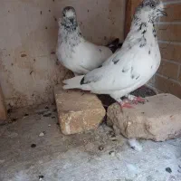 کبوتر پرشی