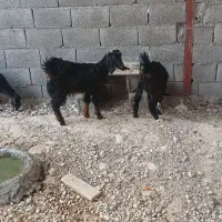 فروش کهره ماده کنگان|حیوانات مزرعه|بندر کنگان, |دیوار