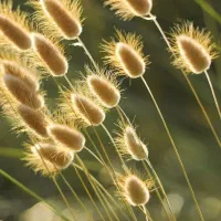 استخدام نگهبان