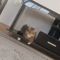گربه