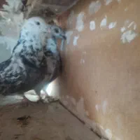 کفتر|پرنده|رباط‌کریم, رباط‌کریم|دیوار