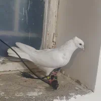 پرنده