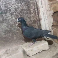 5 عدد کفتر فروشی|پرنده|تایباد, |دیوار