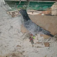 هفت رنگ گرفتنی