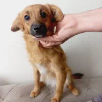 واگذاری دوسگ اشپیتز