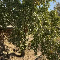 2000متر باغ ویلا سند دار|فروش زمین و ملک کلنگی|زرندیه, |دیوار