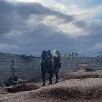 نگهبان سفت گله ای