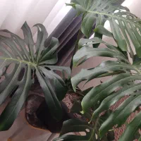 گل برگ انجیری(مانسترا) بسیار زیبا با برگ های پهن