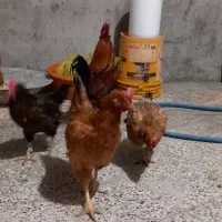 چنتا مرغ فروشی قیمت مناسب