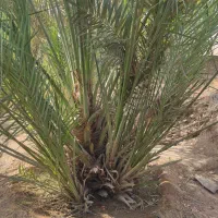 خدمات فروش نخل خرما|خدمات باغبانی و درختکاری|شوشتر, |دیوار