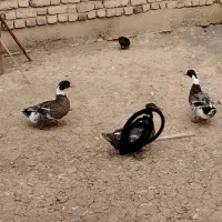 دوتا اردک نر برای معاوضه