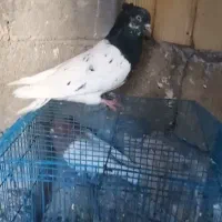 نر ‌کله سیاه