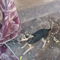 واگذاری سگ پوست اسبی خیلی کوتاه و کوچولو گوش تیز|سگ|بم, |دیوار