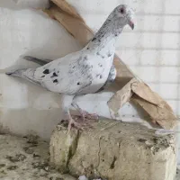 تعدادی کفترماده بی نظیر|پرنده|شیراز, شریف‌آباد|دیوار