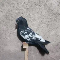 کبو.تر|حیوانات|قوچان, |دیوار