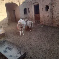 گوسفند،میش، بره، نر ، ماده|حیوانات مزرعه|مود, |دیوار