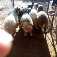 بره|حیوانات مزرعه|اسلام‌‌آباد غرب, |دیوار