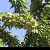 فروش نهال بادام فرانیس|خدمات باغبانی و درختکاری|یزد, |دیوار