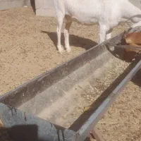 فروش بزوبزغاله|حیوانات مزرعه|فردوس (خراسان), |دیوار