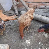 مرغ فروشی