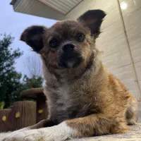 سگ گمشده|حیوانات|فومن, |دیوار