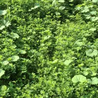 یونجه سبز آماده برش