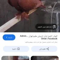 کبوتر  ککلی فراری