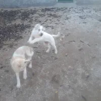 فروش توله سگ سه ماهه