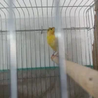 قناری|پرنده|خرمدره, |دیوار